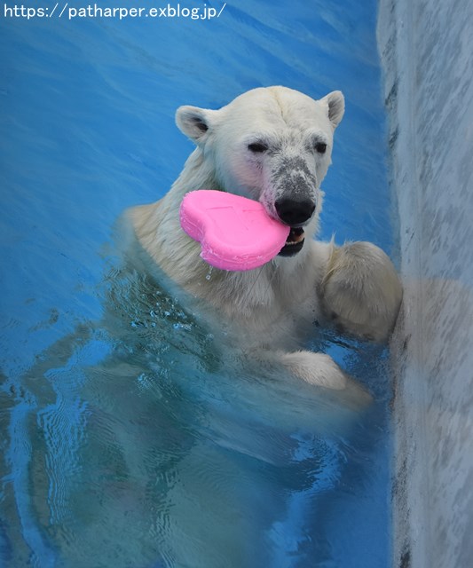 2018年9月 熊本市動植物園 その3_a0052986_7345473.jpg
