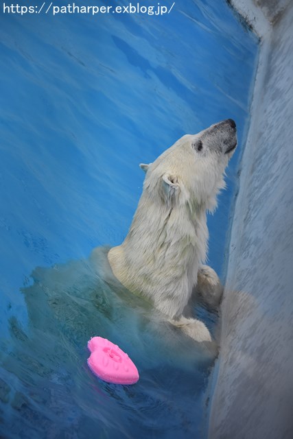 2018年9月 熊本市動植物園 その3_a0052986_7351076.jpg