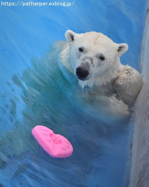 2018年9月 熊本市動植物園 その3_a0052986_7352535.jpg
