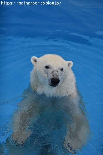 2018年9月 熊本市動植物園 その3_a0052986_7363373.jpg