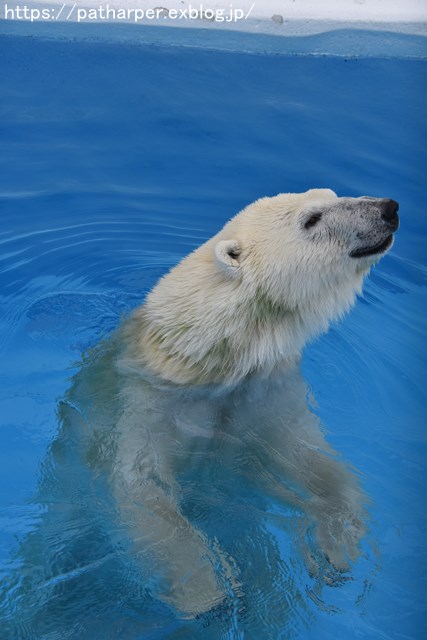 2018年9月 熊本市動植物園 その3_a0052986_7365275.jpg