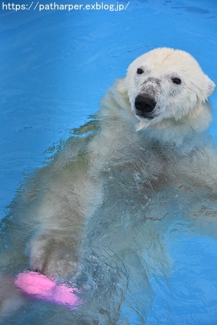 2018年9月 熊本市動植物園 その3_a0052986_7373382.jpg
