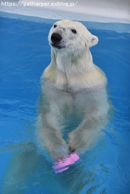 2018年9月 熊本市動植物園 その3_a0052986_7375173.jpg