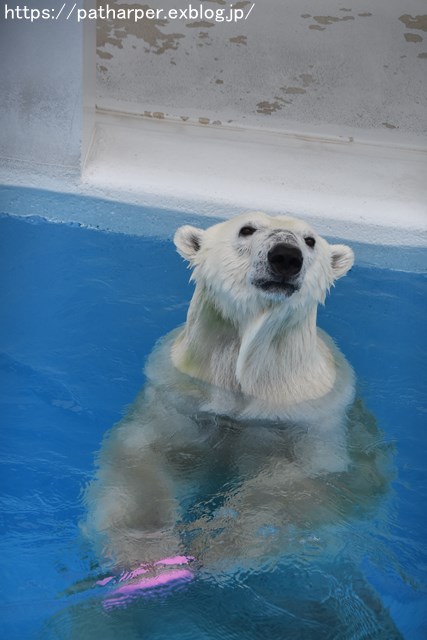 2018年9月 熊本市動植物園 その3_a0052986_738871.jpg