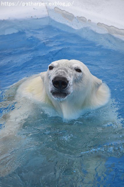 2018年9月 熊本市動植物園 その3_a0052986_7402368.jpg