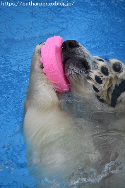 2018年9月 熊本市動植物園 その3_a0052986_740314.jpg