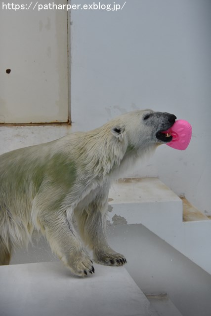 2018年9月 熊本市動植物園 その3_a0052986_741363.jpg