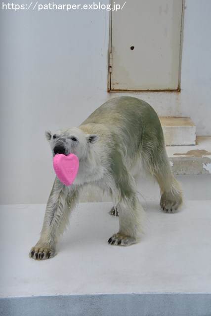 2018年9月 熊本市動植物園 その3_a0052986_7415587.jpg
