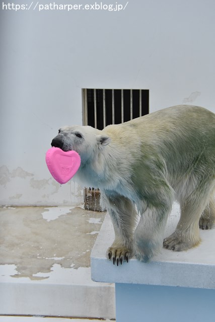 2018年9月 熊本市動植物園 その3_a0052986_74220100.jpg