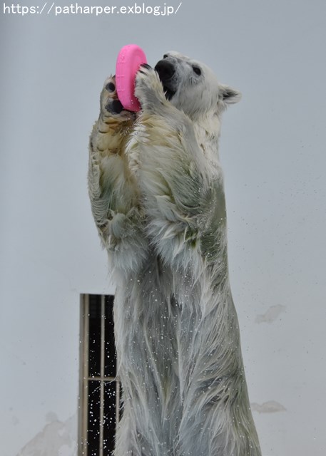 2018年9月 熊本市動植物園 その3_a0052986_743150.jpg