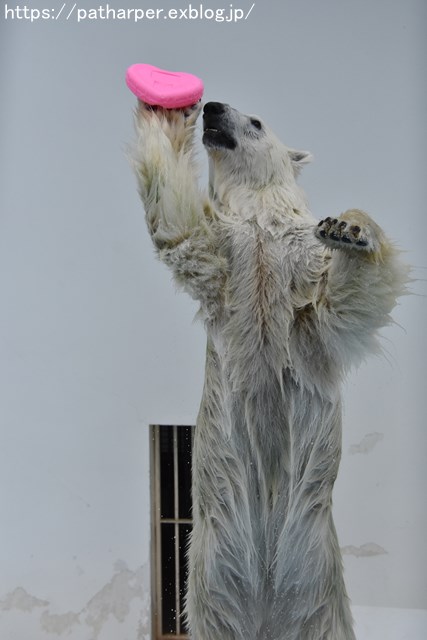 2018年9月 熊本市動植物園 その3_a0052986_7432972.jpg