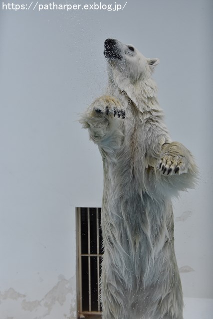 2018年9月 熊本市動植物園 その3_a0052986_7434766.jpg