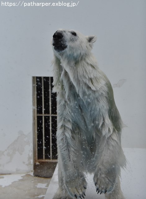 2018年9月 熊本市動植物園 その3_a0052986_7442019.jpg