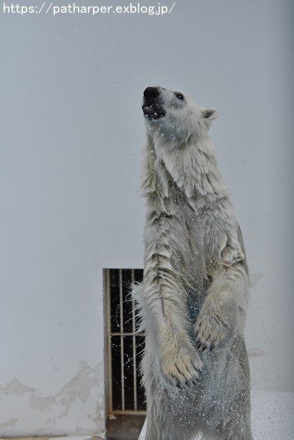 2018年9月 熊本市動植物園 その3_a0052986_744284.jpg