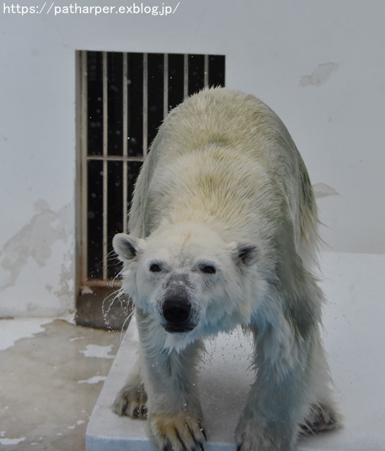 2018年9月 熊本市動植物園 その3_a0052986_7443840.jpg