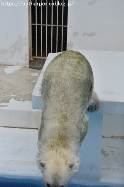 2018年9月 熊本市動植物園 その3_a0052986_7444922.jpg