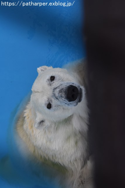 2018年9月 熊本市動植物園 その3_a0052986_747258.jpg