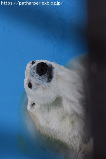 2018年9月 熊本市動植物園 その3_a0052986_7474316.jpg