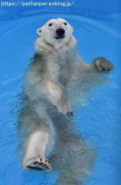 2018年9月 熊本市動植物園 その3_a0052986_7482895.jpg