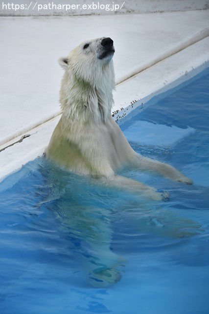 2018年9月 熊本市動植物園 その3_a0052986_7484336.jpg