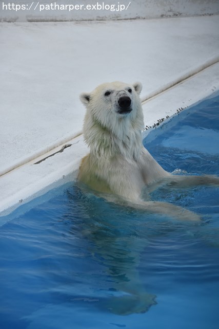 2018年9月 熊本市動植物園 その3_a0052986_7485870.jpg