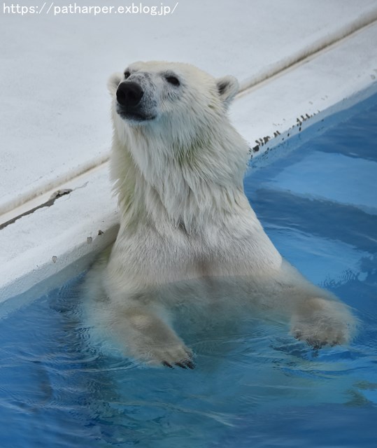 2018年9月 熊本市動植物園 その3_a0052986_7491620.jpg