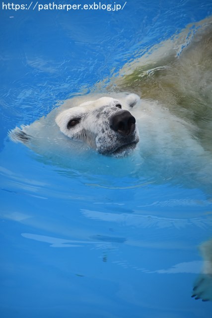 2018年9月 熊本市動植物園 その3_a0052986_7494094.jpg