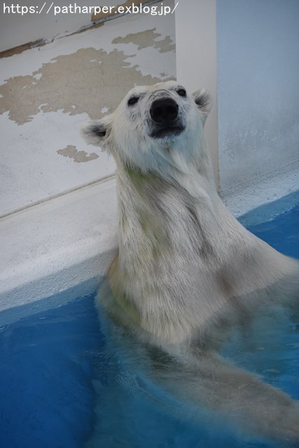 2018年9月 熊本市動植物園 その3_a0052986_7495640.jpg