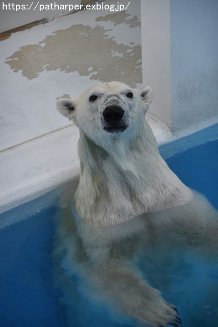 2018年9月 熊本市動植物園 その3_a0052986_7501032.jpg
