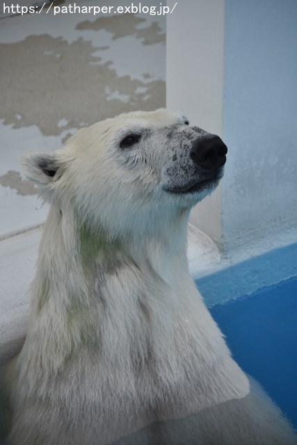 2018年9月 熊本市動植物園 その3_a0052986_7502033.jpg