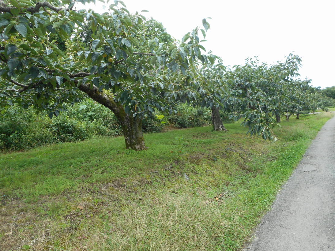 f0075595_17580676.jpg