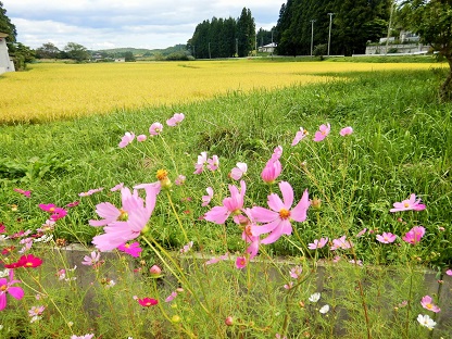 箸袋にいれる?_e0077899_10215241.jpg