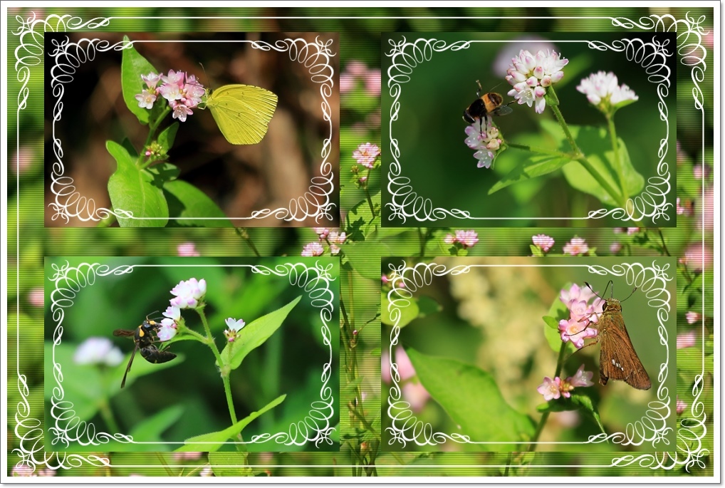 ミゾソバの花にキマダラセセリ_a0057905_13462530.jpg