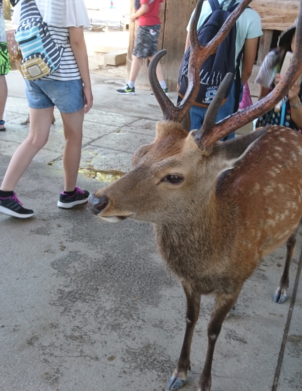 大阪・奈良旅2018 ～奈良公園の鹿たち～_e0087008_9173141.jpg