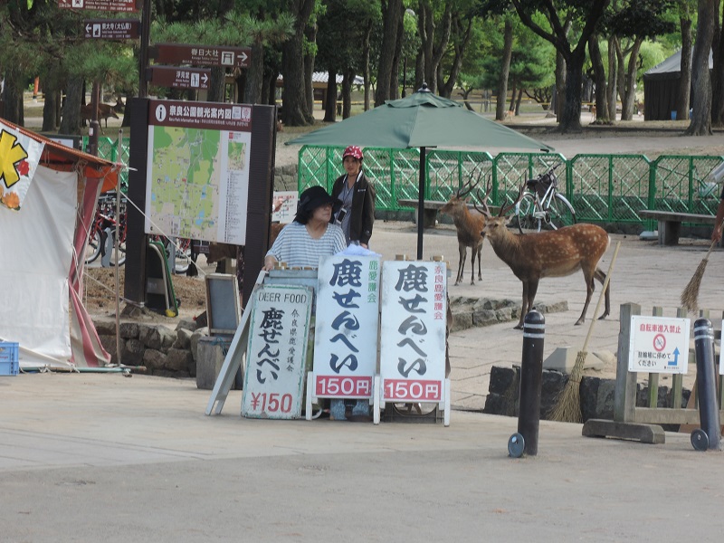 大阪・奈良旅2018 ～奈良公園の鹿たち～_e0087008_984555.jpg