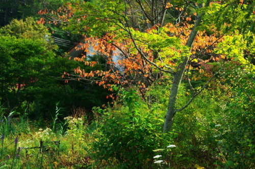 a0263109_11361882.jpg