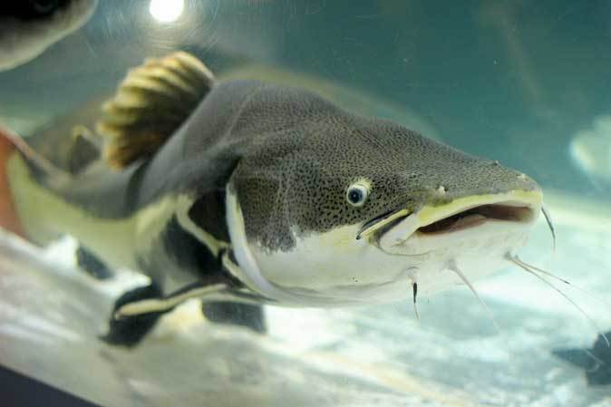 東京タワー水族館 長老レッドテールキャットとアリゲーターガー コロソマ オキシドラス 続々 動物園ありマス