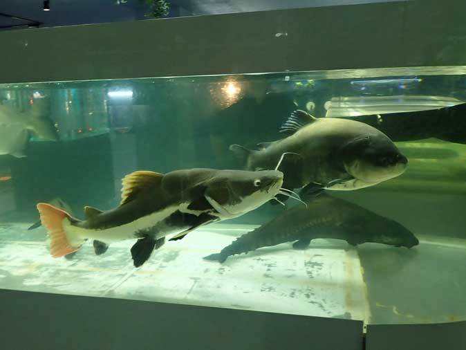 東京タワー水族館 長老レッドテールキャットとアリゲーターガー コロソマ オキシドラス 続々 動物園ありマス