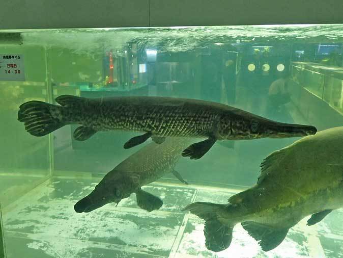 東京タワー水族館 長老レッドテールキャットとアリゲーターガー コロソマ オキシドラス 続々 動物園ありマス