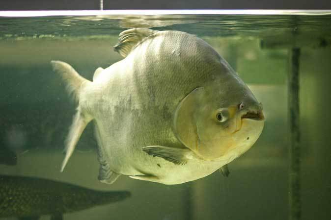 東京タワー水族館 長老レッドテールキャットとアリゲーターガー コロソマ オキシドラス 続々 動物園ありマス