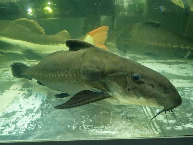 東京タワー水族館~長老レッドテールキャットとアリゲーターガー、コロソマ、オキシドラス_b0355317_22120568.jpg