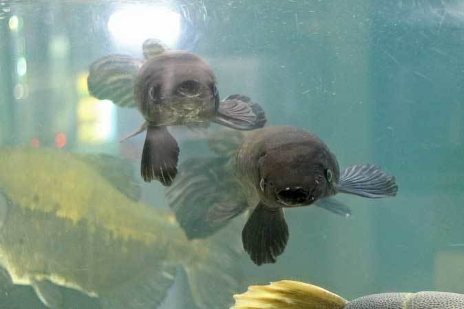 東京タワー水族館~長老レッドテールキャットとアリゲーターガー、コロソマ、オキシドラス_b0355317_22175042.jpg