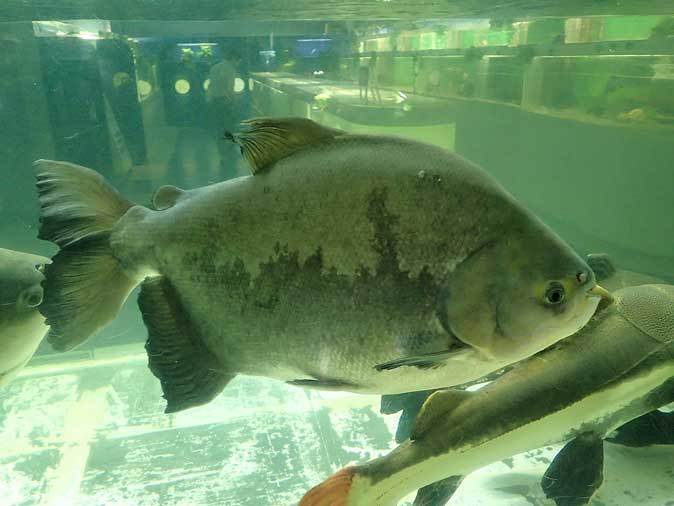 東京タワー水族館~長老レッドテールキャットとアリゲーターガー、コロソマ、オキシドラス_b0355317_22192916.jpg