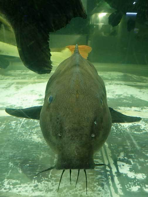 東京タワー水族館~長老レッドテールキャットとアリゲーターガー、コロソマ、オキシドラス_b0355317_22202383.jpg