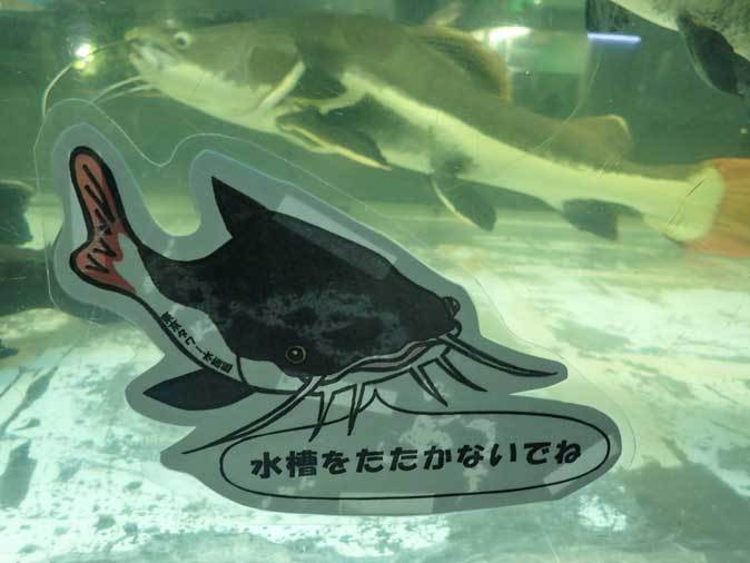 東京タワー水族館~長老レッドテールキャットとアリゲーターガー、コロソマ、オキシドラス_b0355317_22232622.jpg