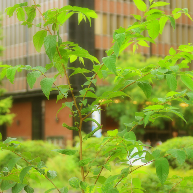a0329820_11194812.jpg