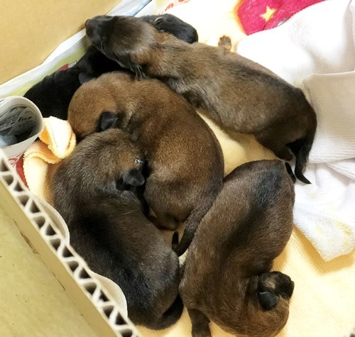 10/2センターレポート　乳飲み仔犬　　５頭_f0078320_21303564.jpg