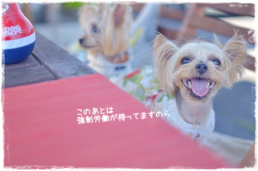 d0179828_00565009.png