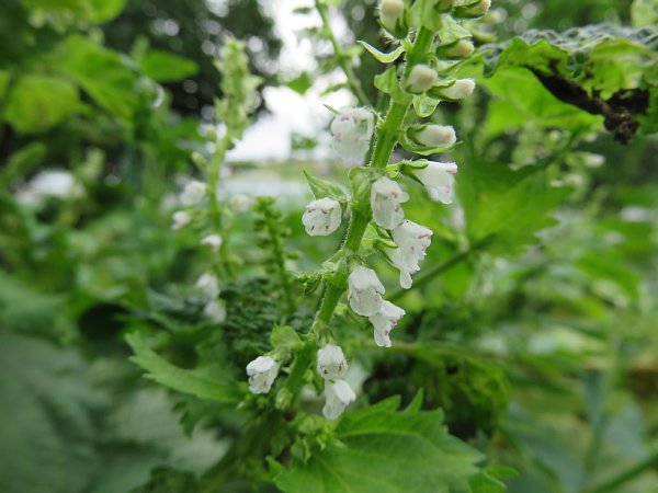 18年10月10日 青じその花 今日の風に吹かれましょう 18年10月10日 青じその花 今日の風に吹かれましょう