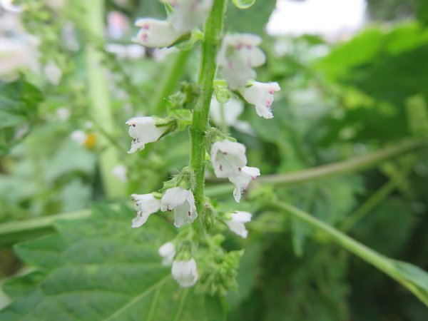 18年10月10日 青じその花 今日の風に吹かれましょう 18年10月10日 青じその花 今日の風に吹かれましょう